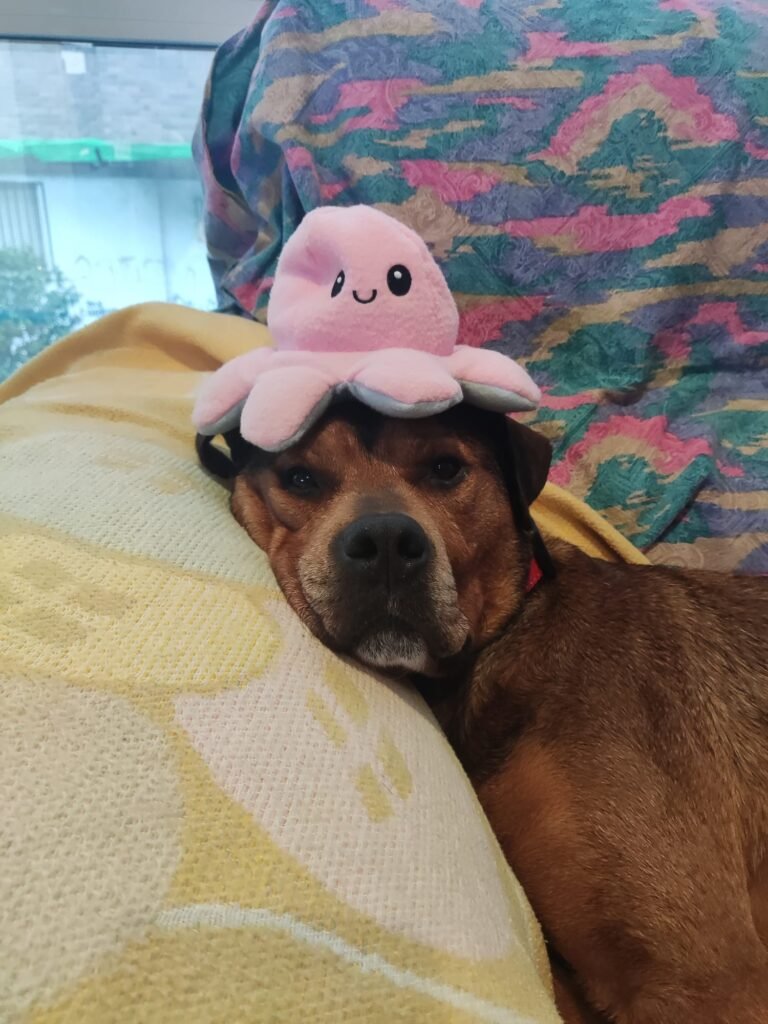 Imagen de WhatsApp 2024-06-06 a las 18.17.16_35a1b151