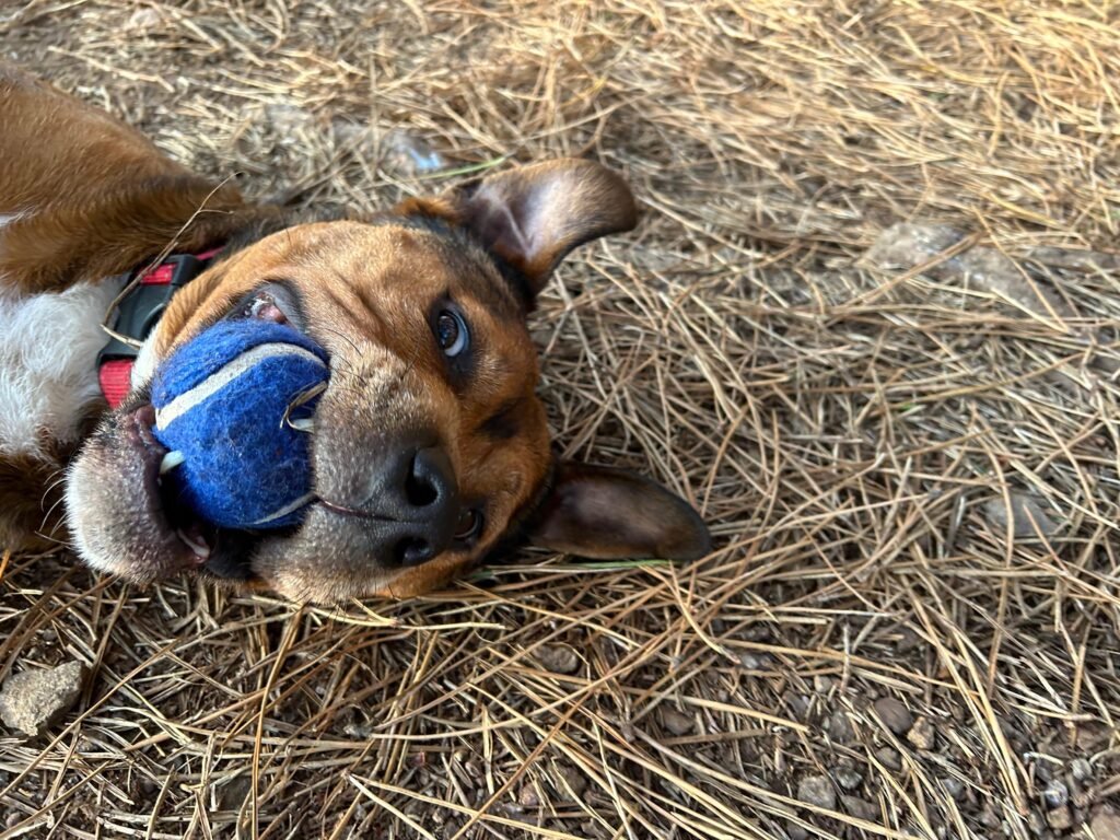 Imagen de WhatsApp 2024-06-18 a las 18.51.09_54a3b6b7